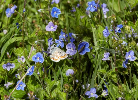 Brown Argus nectaring on Speedwell flowers Fairmile Common Esher Surrey England