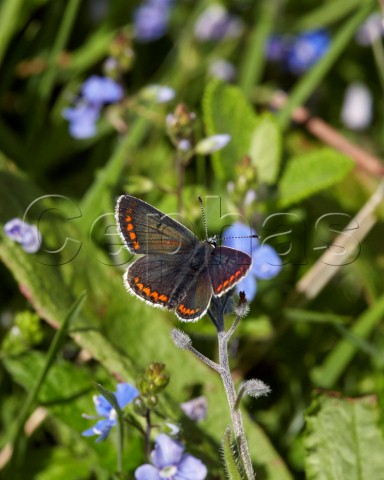 Brown Argus and Speedwell flowers Fairmile Common Esher Surrey England