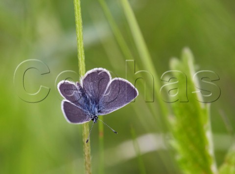 Small Blue butterfly perched on a stalk Howell Hill Nature Reserve Ewell Surrey England