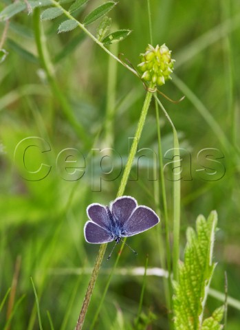 Small Blue butterfly perched on buttercup stalk Howell Hill Nature Reserve Ewell Surrey England