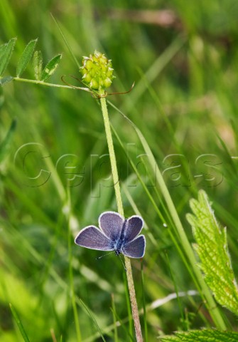 Small Blue butterfly perched on buttercup stalk Howell Hill Nature Reserve Ewell Surrey England