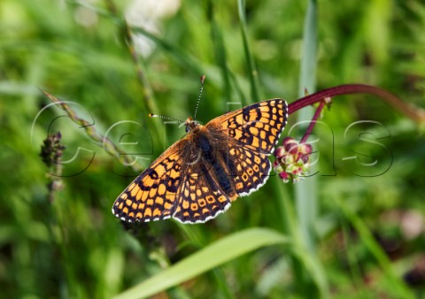 Glanville Fritillary perched on a flower bud Hutchinsons Bank Nature Reserve New Addington Surrey England