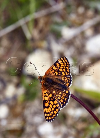 Glanville Fritillary perched on a flower bud Hutchinsons Bank Nature Reserve New Addington Surrey England