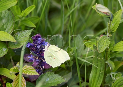 Brimstone butterfly nectaring on Bugle flower Oaken Wood Chiddingfold Surrey England