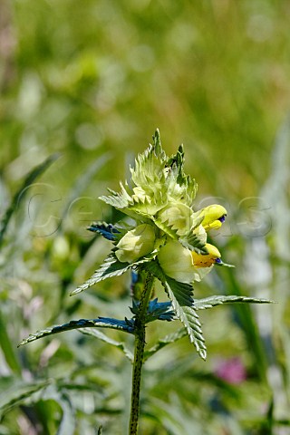 Yellow rattle Hurst Meadows West Molesey Surrey England