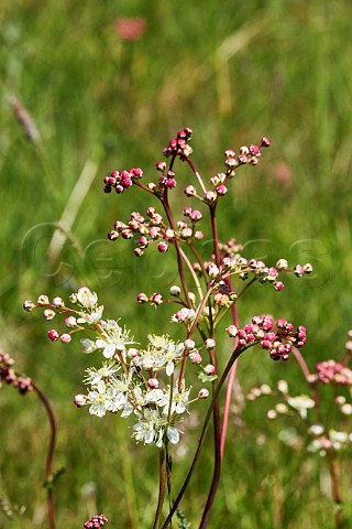 Dropwort in flower Hurst Meadows West Molesey Surrey England