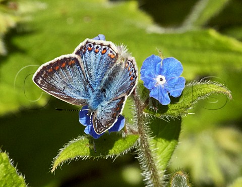 Common Blue female variation nectaring on Green Alkanet Fairmile Common Esher Surrey England