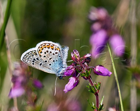 SilverStudded Blue on Bell Heather Fairmile Common Esher Surrey England