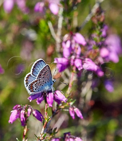 SilverStudded Blue on Bell Heather Fairmile Common Esher Surrey England