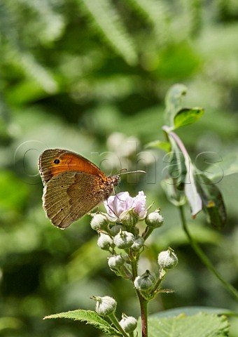 Meadow Brown nectaring on bramble flowers Bookham Common Surrey England