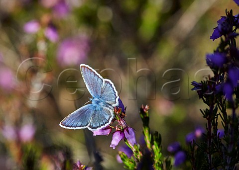 Silverstudded Blue on bell heather Fairmile Common Esher Surrey England