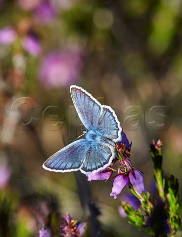 Silverstudded Blue on bell heather Fairmile Common Esher Surrey England