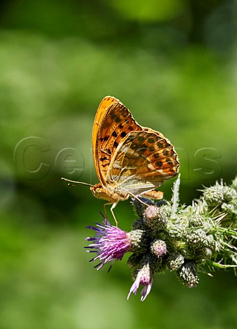 Silverwashed Fritillary perched on marsh thistle flowers Bookham Common Surrey England