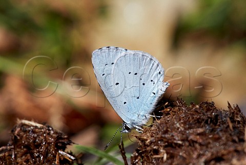Holly Blue taking minerals from horse poo Bookham Common Surrey England
