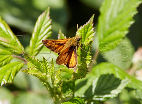 Large Skipper male perched on a leaf Arbrook Common Claygate Surrey England