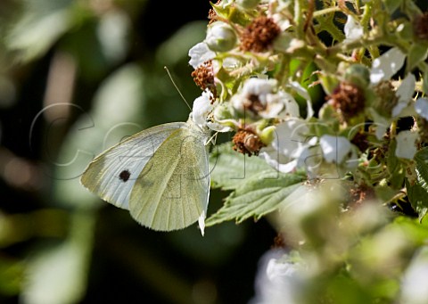 Small White female nectaring on bramble flowers Arbrook Common Claygate Surrey England
