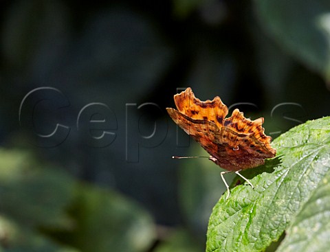 Comma butterfly perched on a leaf Arbrook Common Claygate Surrey England