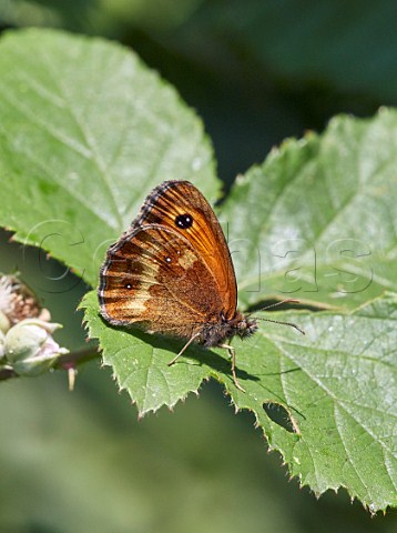 Gatekeeper butterfly perched on a leaf Arbrook Common Claygate Surrey England