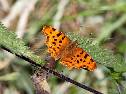 Comma butterfly form hutchinsoni perched on a nettle leaf Arbrook Common Claygate Surrey England