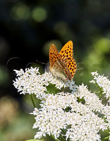 Silverwashed Fritillary male nectaring on Hogweed flowers Arbrook Common Claygate Surrey England