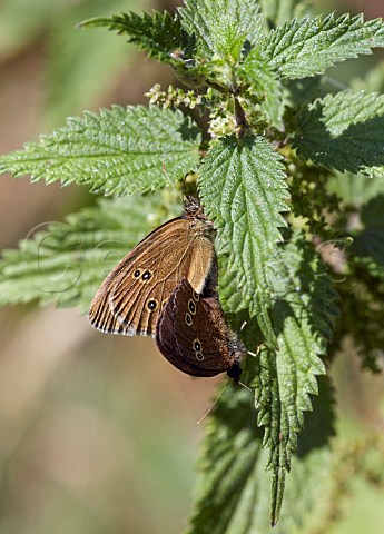 Pair of Ringlet butterflies mating Arbrook Common Claygate Surrey England