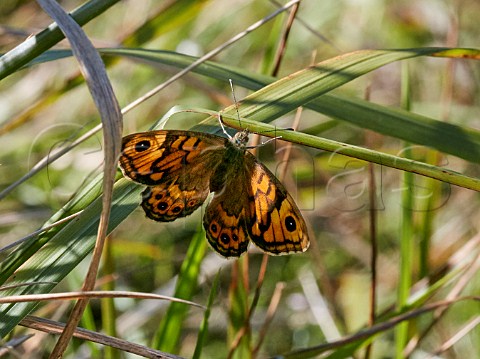 Wall butterfly perched on grass Mill Hill Nature Reserve ShorehambySea Sussex England