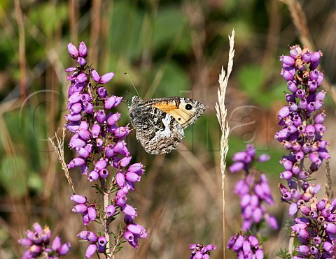 Grayling butterfly nectaring on Bell Heather Chobham Common Surrey England