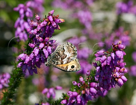 Grayling butterfly nectaring on Bell Heather Chobham Common Surrey England