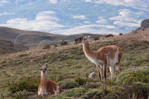 Guanacos in Torres del Paine National Park Patagonia Chile