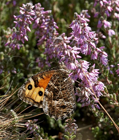 Grayling butterfly nectaring on Heather Chobham Common Surrey England