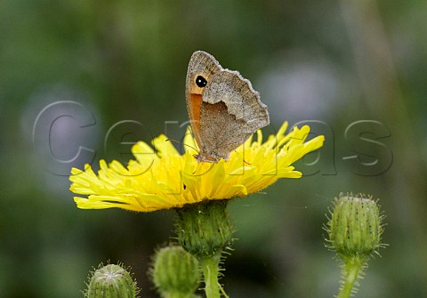 Meadow Brown nectaring on Perennial Sowthistle  Moor Copse Nature Reserve Tidmarsh Berkshire England