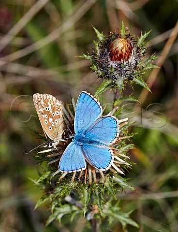 Adonis Blue male and female on Carline Thistle Denbies Hillside Ranmore Common Surrey England
