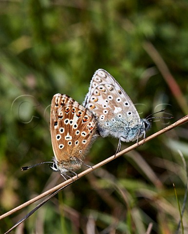 Chalkhill Blue pair mating Denbies Hillside Ranmore Common Surrey England