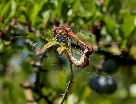 Common Darter dragonflies mating Bookham Common Surrey England