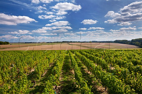Sauvignon Blanc vineyard Reuilly Cher France  Reuilly