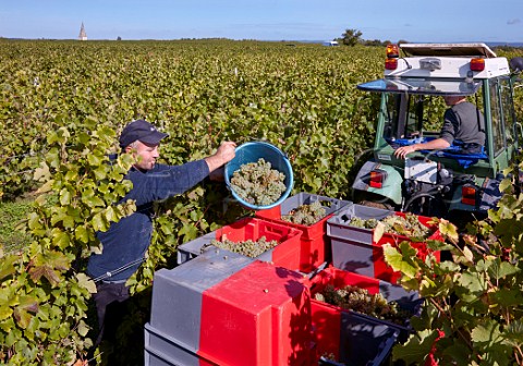 Picking Chenin Blanc grapes in vineyard of Chteau de Villeneuve SouzayChampigny MaineetLoire France  Saumur