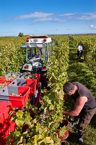 Picking Chenin Blanc grapes in vineyard of Chteau de Villeneuve SouzayChampigny MaineetLoire France  Saumur