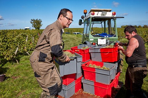 JeanPierre Chevallier with harvested Chenin Blanc grapes in vineyard Chteau de Villeneuve SouzayChampigny MaineetLoire France  Saumur