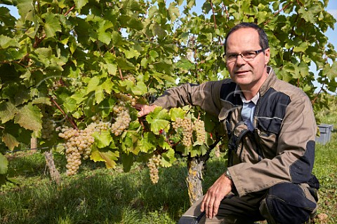 JeanPierre Chevallier with Chenin Blanc grapes in vineyard Chteau de Villeneuve SouzayChampigny MaineetLoire France  Saumur