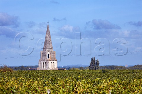Vineyard of Chteau de Villeneuve and spire of church in SouzayChampigny with flock of birds flying past MaineetLoire France  Saumur
