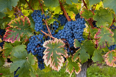 Cabernet Franc grapes in vineyard of Chteau de Villeneuve SouzayChampigny MaineetLoire France  SaumurChampigny