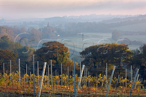 Young vineyard of Rathfinny Wine Estate above the Cuckmere Valley with St Andrews Church beyond Alfriston Sussex England