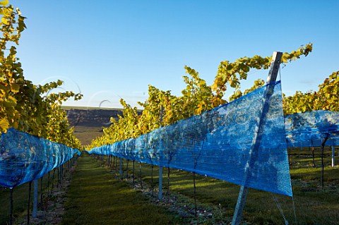 Netting protects ripe Chardonnay grapes from birds in vineyard of Rathfinny Wine Estate  Alfriston Sussex England