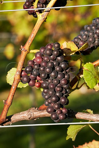 Pinot Noir grapes in vineyard of Rathfinny Wine Estate  Alfriston Sussex England