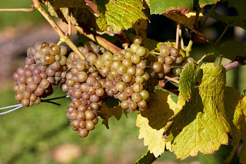 Pinot Gris grapes in vineyard of Rathfinny Wine Estate  Alfriston Sussex England