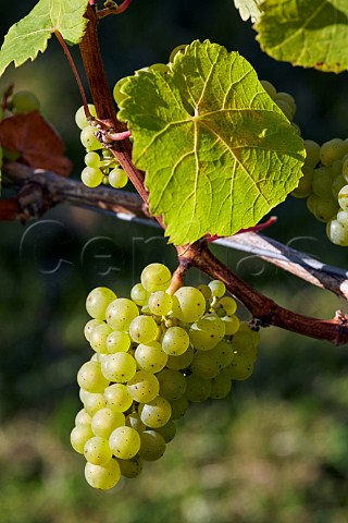 Riesling grapes in vineyard of Rathfinny Wine Estate Alfriston Sussex England
