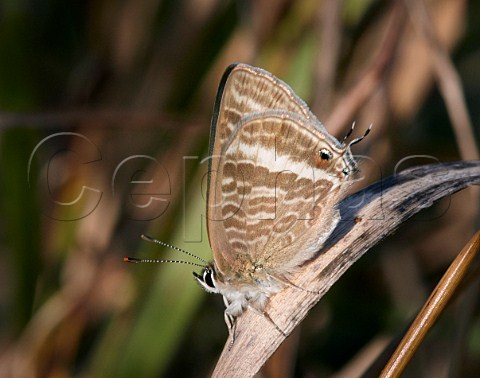 Longtailed Blue butterfly female Brighton Sussex England