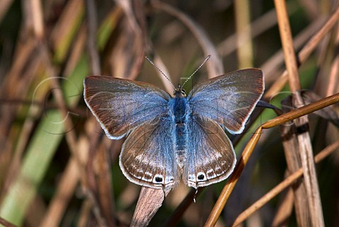 Longtailed Blue butterfly female Brighton Sussex England