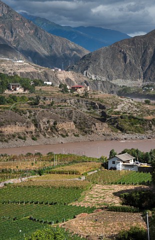 Vineyards at Benzilanzhen with village of Zigengxiang across the Jinsha River a headwater of the Yangtze River Deqen Yunnan province China