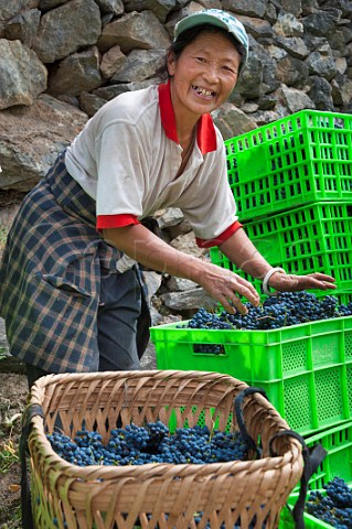 Woman with harvested Cabernet Sauvignon grapes destined for ShangriLa Winery Gushui vineyard above the Lantsang River near Deqen Yunan Province China